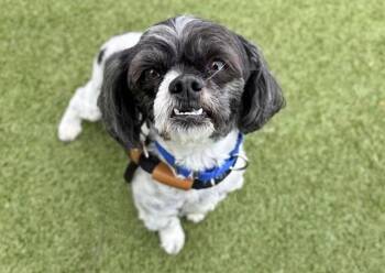 Shih Tzu Dogs Available for Adoption in Brentwood, Missouri - COOPER | PetCurious