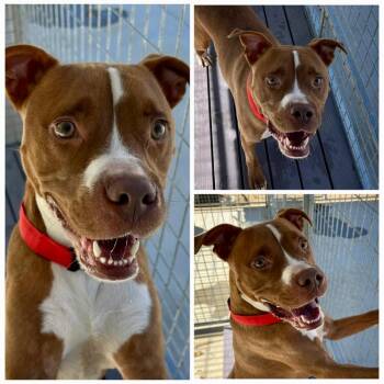 Rescue Pit Bull Terrier Dogs for Adoption in Dublin, Virginia - Memphis | PetCurious