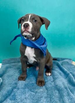Pit Bull Terrier and Staffordshire Bull Terrier Dogs Available for Adoption in Phoenix, Arizona - Blueberry | PetCurious
