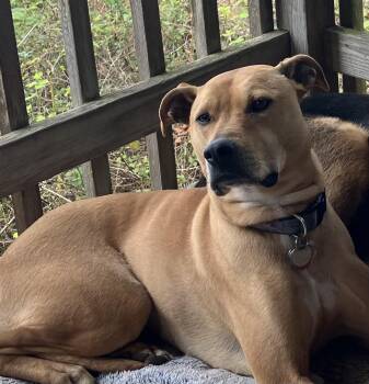 American Staffordshire Terrier and Yellow Labrador Retriever Dogs Available for Adoption in Snoqualmie, Washington - Biscuit | PetCurious