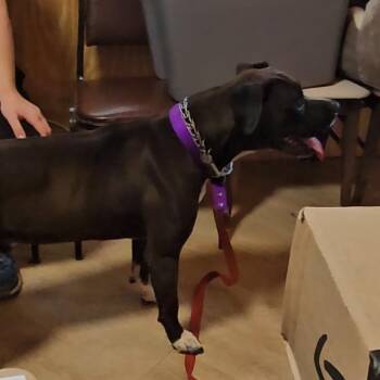 Ace -  Boxer and Pit Bull Terrier Dog for Adoption in Delta, Alabama - Ace | PetCurious