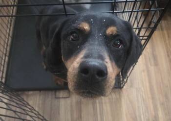Nova-Leigh -  Rottweiler and Labrador Retriever Dog for Adoption in Saratoga Springs, New York - Nova-Leigh | PetCurious