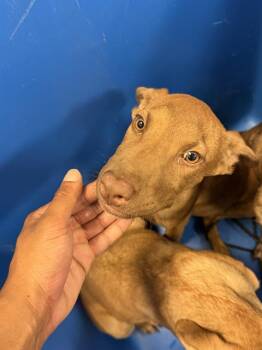 KAMMY -  Mixed Breed Dog for Adoption in Dallas, Texas - KAMMY | PetCurious