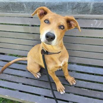 CAROLINE -  Carolina Dog and Mixed Breed Dog for Adoption in Long Beach, California - CAROLINE | PetCurious
