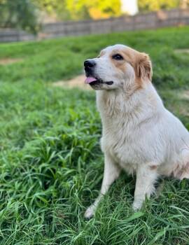 Georgia Mae -  Great Pyrenees Dog for Adoption in Princeton, Massachusetts - Georgia Mae | PetCurious