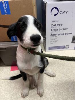 Sam -  Border Collie and Mixed Breed Dog for Adoption in Virginia, Minnesota - Sam | PetCurious