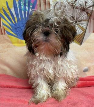 Shih Tzu Dogs Available for Adoption in Sedalia, Colorado - Corquin Robber | PetCurious