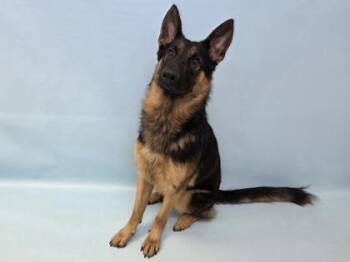Kylo -  German Shepherd Dog and Mixed Breed Dog for Adoption in Woodbury, Minnesota - Kylo | PetCurious