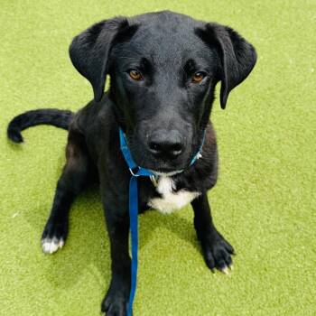 Rescue Border Collie and Labrador Retriever Dogs for Adoption in Peachtree City, Georgia - Ace | PetCurious