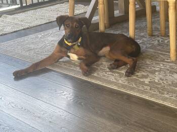 Doberman Pinscher and Shepherd Dogs Available for Adoption in Salt Lake City, Utah - Hazey | PetCurious