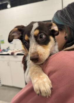 Australian Shepherd and Cattle Dog Dogs Available for Adoption in Phoenix, Arizona - Recycle | PetCurious