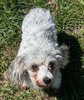 Cockapoo Dogs Available for Adoption in Blountville, Tennessee - Luna | PetCurious
