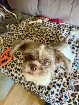 Pebbles -  Shih Tzu Dog for Adoption in North Freedom, Wisconsin - Pebbles | PetCurious