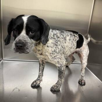 Sweety -  Mixed Breed Dog for Adoption in Winston-salem, North Carolina - Sweety | PetCurious