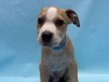 Alfalfa -  Pit Bull Terrier and Mixed Breed Dog for Adoption in Golden Valley, Minnesota - Alfalfa | PetCurious