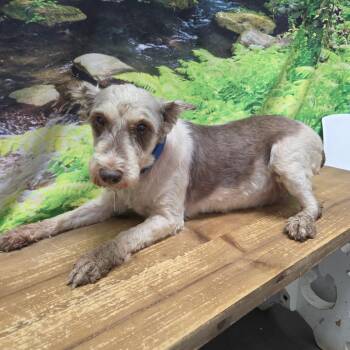 Heidi -  Miniature Schnauzer Dog for Adoption in Normal, Illinois - Heidi | PetCurious