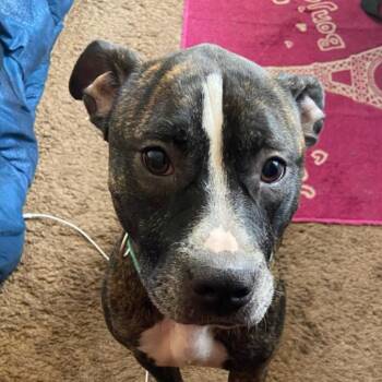 Brazil -  Pit Bull Terrier Dog for Adoption in Lynchburg, Virginia - Brazil | PetCurious