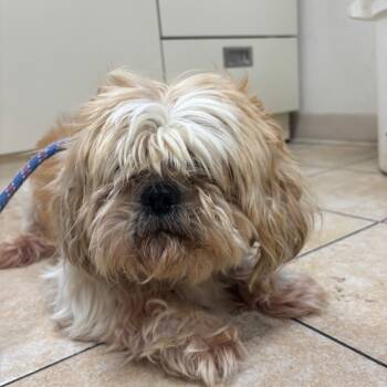 Rescue Shih Tzu Dogs for Adoption in Pekin, Illinois - Cashew | PetCurious