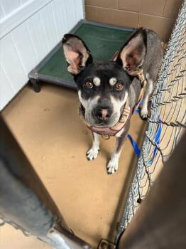 Shar Pei and Siberian Husky Dogs Available for Adoption in Chula Vista, California - FLASH | PetCurious