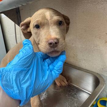 Benita -  Pit Bull Terrier Dog for Adoption in Birmingham, Alabama - Benita | PetCurious