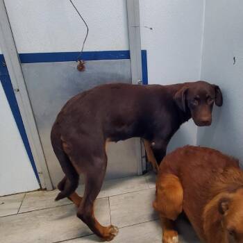 Mixed Breed Dogs Available for Adoption in Denison, Texas - Mini Cortana | PetCurious