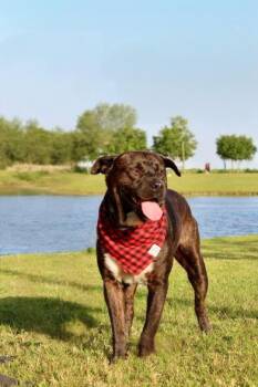 Rescue Chocolate Labrador Retriever and Pit Bull Terrier Dogs for Adoption in Liverpool, Texas - Chocolate | PetCurious