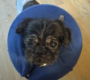 Griffin (Griffy) -  Shih Tzu and Mixed Breed Dog for Adoption in Oak Creek, Wisconsin - Griffin (Griffy) | PetCurious