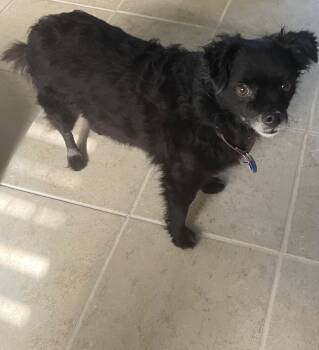 Rescue Chihuahua and Mixed Breed Dogs for Adoption in Labelle, Florida - Misty | PetCurious