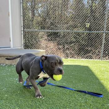 Pit Bull Terrier Dogs Available for Adoption in Bedford, New Hampshire - Cooper | PetCurious