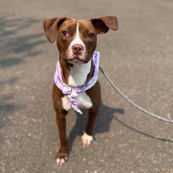 Cindy -  Pit Bull Terrier and Chihuahua Dog for Adoption in Newberg, Oregon - Cindy | PetCurious