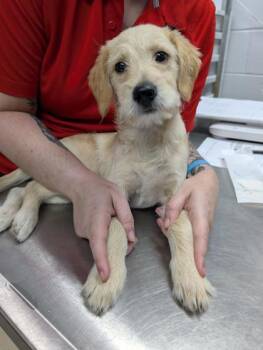 Lilliebelle -  Mixed Breed Dog for Adoption in West Chester, Pennsylvania - Lilliebelle | PetCurious