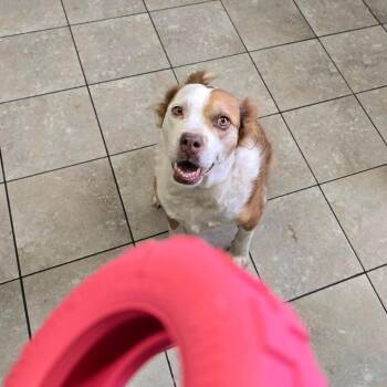 Border Collie Dogs Available for Adoption - Lucky | PetCurious