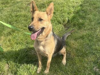 German Shepherd Dog and Mixed Breed Dogs Available for Adoption in Mckinleyville, California - BABY | PetCurious