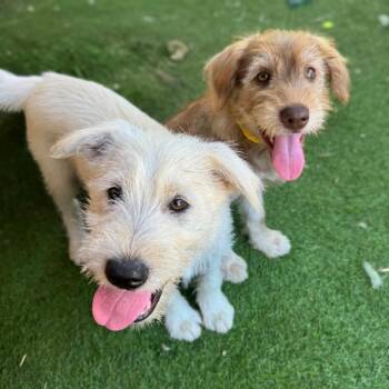 Timex -  Wirehaired Terrier and Labrador Retriever Dog for Adoption in Ramona, California - Timex | PetCurious