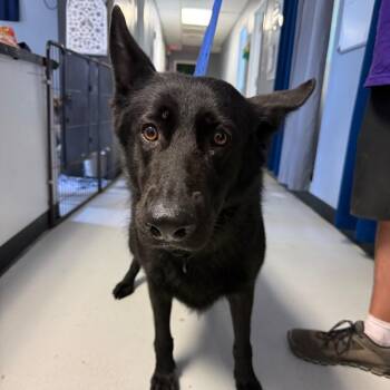 Star -  Shepherd Dog for Adoption in Lake Jackson, Texas - Star | PetCurious