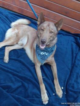Shepherd Dogs Available for Adoption in Denver, Colorado - Thor | PetCurious