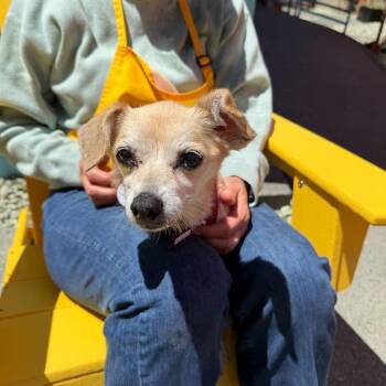 Gardenia 14090 -  Terrier Dog for Adoption in San Francisco, California - Gardenia 14090 | PetCurious