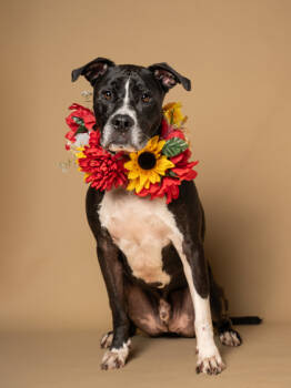 Rescue Mixed Breed Dogs for Adoption in Atlanta, Georgia - Burnt Cheese | PetCurious