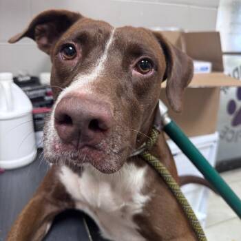 Duffy -  Pit Bull Terrier Dog for Adoption in Lufkin, Texas - Duffy | PetCurious