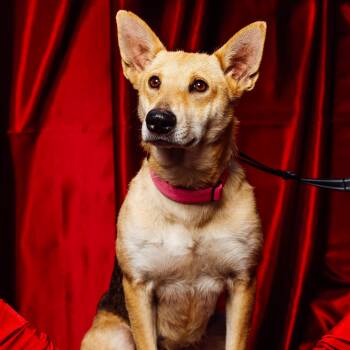 Carolina Dog and Mixed Breed Dogs Available for Adoption in Houston, Texas - Lilly Bell | PetCurious