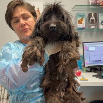 Poodle Dogs Available for Adoption - Haze | PetCurious