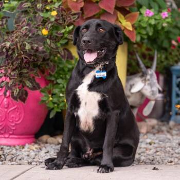Gaspard -  Labrador Retriever Dog for Adoption in Wake Forest, North Carolina - Gaspard | PetCurious