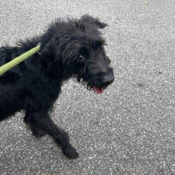 Flora -  Miniature Poodle and Mixed Breed Dog for Adoption in Greensboro, North Carolina - Flora | PetCurious