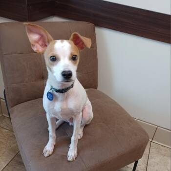 Elvis Presley -  Jack Russell Terrier and Chihuahua Dog for Adoption in Jersey City, New Jersey - Elvis Presley | PetCurious