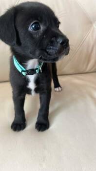 Rescue Hound Dogs for Adoption in Pinellas Park, Florida - Rumi | PetCurious