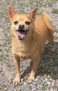 Yoshi -  Chihuahua Dog Available for Adoption in Polson, Montana - Yoshi | PetCurious