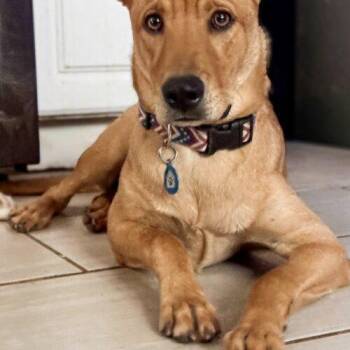 Fitz -  Australian Shepherd and Shar Pei Dog for Adoption in Glendale, Arizona - Fitz | PetCurious