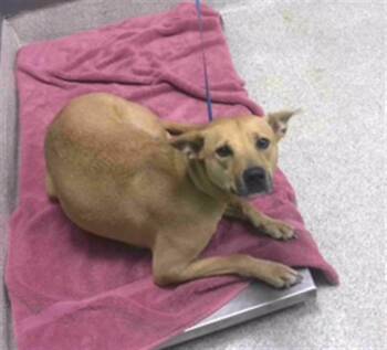 HAILEY -  Staffordshire Bull Terrier and Mixed Breed Dog for Adoption in Tallahassee, Florida - HAILEY | PetCurious