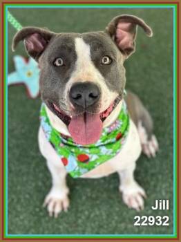 JILL (see also JACK) -  Pit Bull Terrier and American Staffordshire Terrier Dog for Adoption in Marietta, Georgia - JILL (see Also JACK) | PetCurious