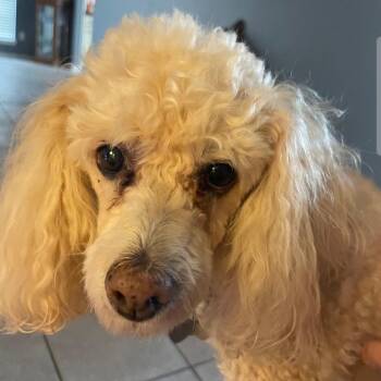 Bella -  Maltipoo and Mixed Breed Dog for Adoption in Corpus Christi, Texas - Bella | PetCurious